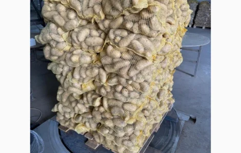 Продаємо картоплю