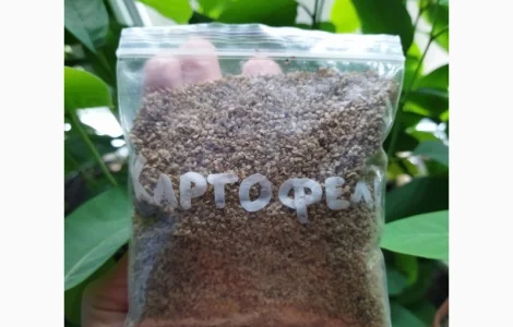 Продам семена картофеля (конкретно семена