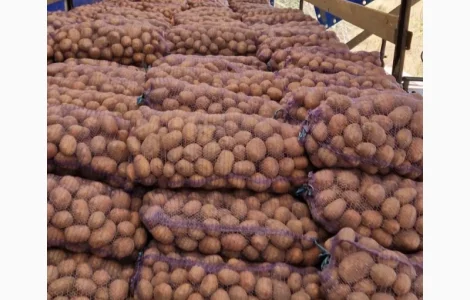 Куплю картоплю по 6.50 грн/кг