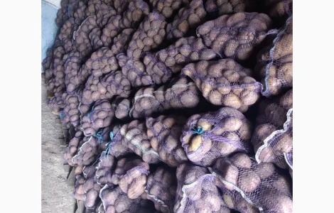 Товарна велика картопля 4 тони