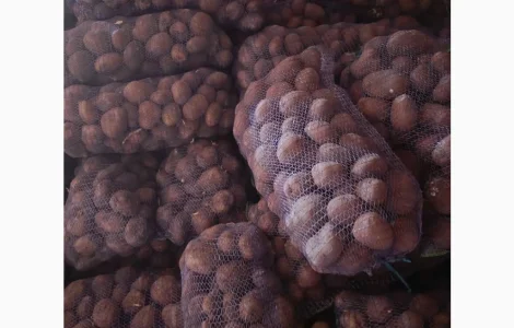 Товарная большая картошка