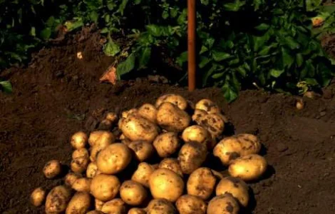 Продам семена картофеля Ривьера. Вторая репродукция. Доставка по Украине