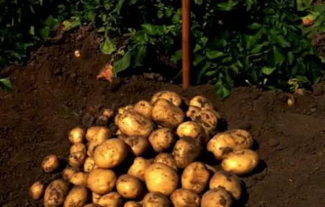 Продам семена картофеля Ривьера. Вторая репродукция. Доставка по Украине