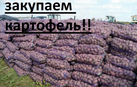 Закупаю картошку любой сорт
