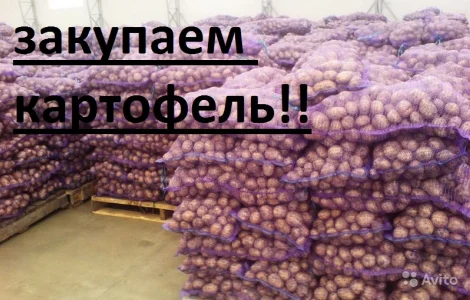 Закупаю гранаду королева анна ред леди ред скарлет Черниговская обл