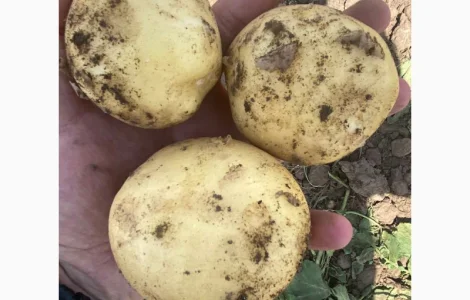 Продам картофель