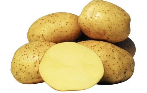 Реалізація насінневої картоплі сорт Рів'єра, перша репродукція, роздріб від 20 кг