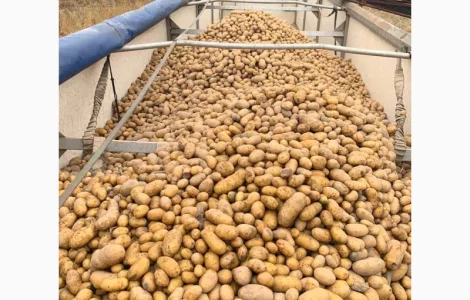 Куплю картоплю гарної якості