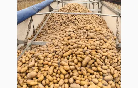 Куплю картоплю гарної якості