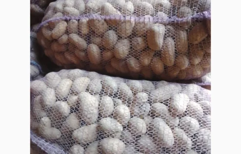 Реалізуємо посадкову картоплю сорт Коломбо. Опт від 10 т