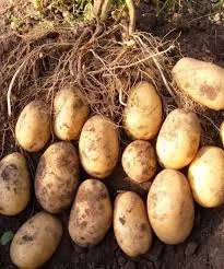 Продам насінневу картоплю сорт Гранада