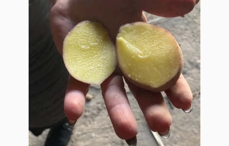 Купить оптом посадочную картошку от 10т. Качество 5+ белые и розовые сорта