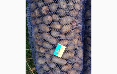 Продам насіння Тираса від 5т