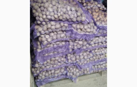 Продам насінневу картоплю Арізона оптом