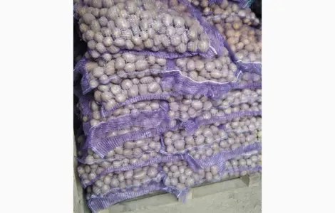 Продам семенной картофель Аризона оптом