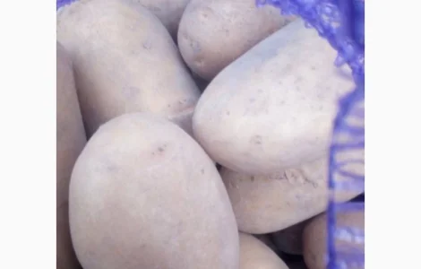 Продам насінневу картоплю Білароса від 5 тон