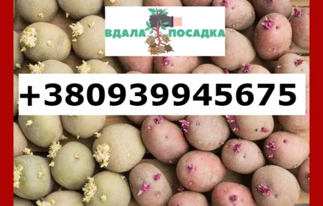 Продамо посадкову картоплю рожевих сортів від 5 тонн, є висока репродукція та для ринку