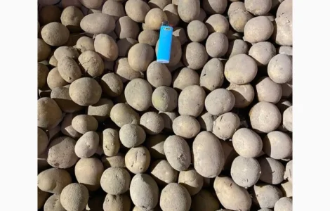 Продам посадку Арізони 2 репродукція