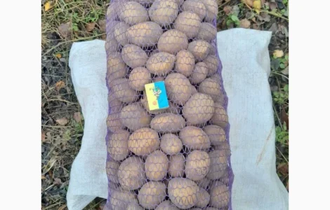 Реалізуємо картоплю середнього калібру сорт Конект