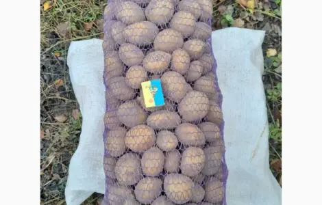 Реалізуємо картоплю середнього калібру сорт Конект