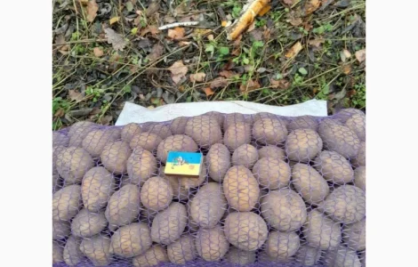 Продам картоплю середнього калібру сорт Конект оптом