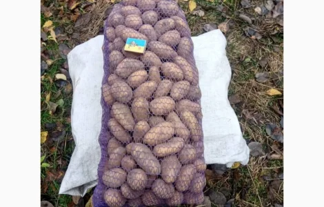 Продам картоплю середнього калібру