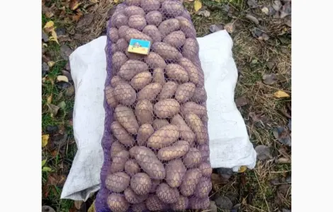 Продам картоплю середнього калібру