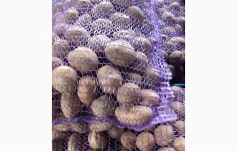 Продам насіння Рів"єри від 10 тон