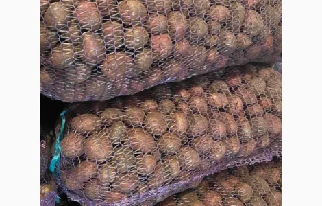 Продам посадочный картофель от производителя: от 10 т