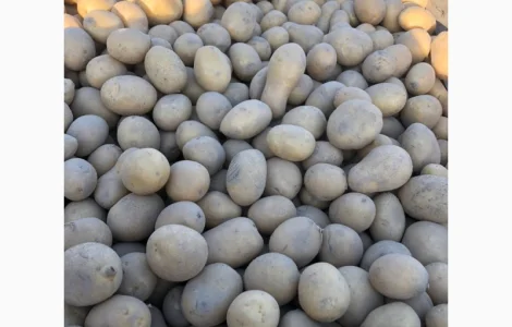 Продам насінєву картоплю оптом від виробника від 20 тон. Дзвоніть