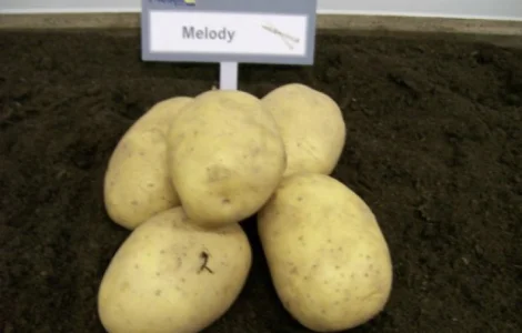 Продам насінневу картоплю Мелоді оптом