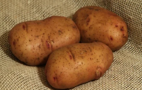 Продам насіння Тирасу 2 репродукції від 10 тон