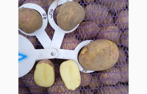 Продам насінневу картоплю Пікасо оптом