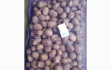 Продам насінневу картоплю Арізона оптом 2 реп