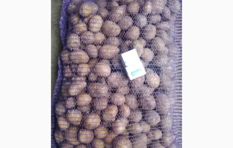 Продам семенной картофель Аризона оптом 2 реп