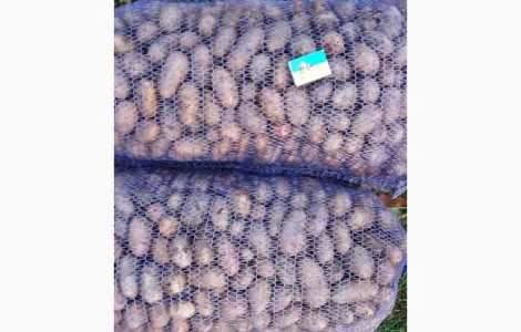 Продам насінневу картоплю Тирас оптом