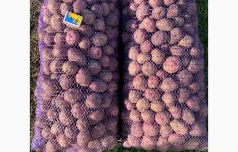 Продам насінневу картоплю Пікасо оптом