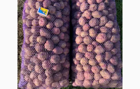 Продам насінневу картоплю Пікасо оптом