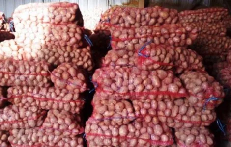 Продам насіння картоплі сорту Ред Леди Ред Ледi оптом