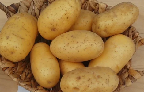 Продам посадкову картоплю оптом сорту королева Анна