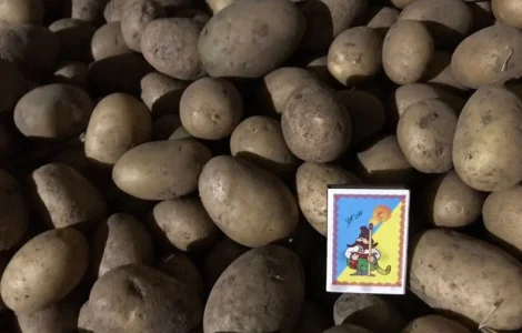 Продам посадкову картоплю сортів Мелоді і Белароса