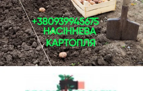 Реалізація насінневого матеріалу 1, 2, 3 репродукції, від 3т, з 20-го серпня