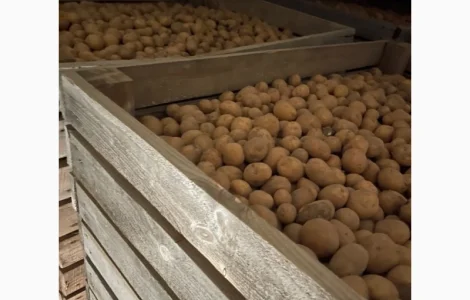 Реалізуємо насипом насінневу картоплю сорту Рів‘єра