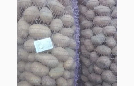 Реалізуємо насінневу картоплю оптом від 10 тонн. Сорта Есмі та Гранада