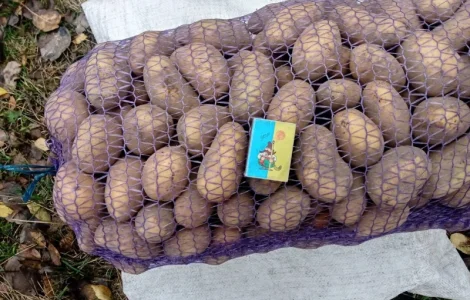 Продаж картоплі середнього калібру оптом Гранада