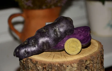 Картопля фіолетова Вітелотт, Vitelott potato