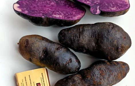 Картофель Vitelotte – унікальний насіннєвий сорт