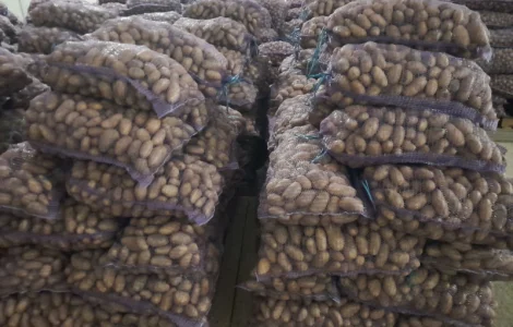 Продам картоплю