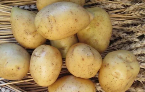 Картопля насіннєва сорт Гала 1 репродукція