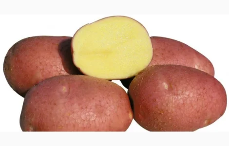 Насіннєва картопля сорт Беллароза 1 репродукція